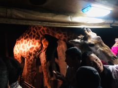 -清迈夜间动物园