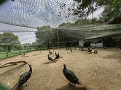 -苏州上方山国家森林公园