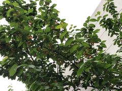 -樱桃山旅游景区