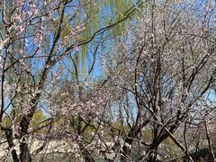 -桃花堤公园