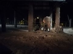 -清迈夜间动物园