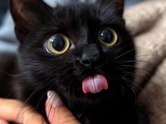-lincat·猫舍(广州店)