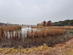 -贡湖湾湿地公园