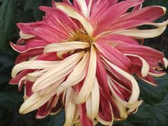 -上海市龙华烈士陵园