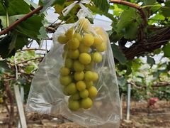 -马陆小张葡萄园农家乐