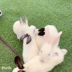 -萌宠亲子动物乐园(槐房万达店)