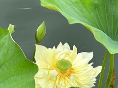 -莲花池公园