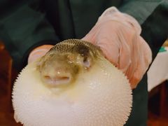 -肆月河豚·新淮扬(金融街店)