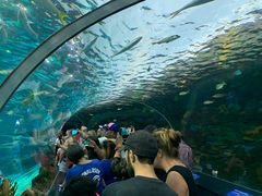 -瑞普利水族馆