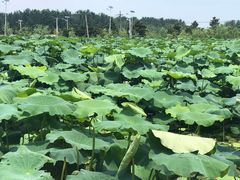 -同銮特种养殖场·龙虾垂钓