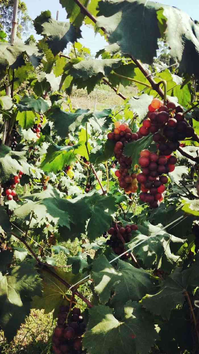 西彭马鞍山黄代华葡萄-"葡萄很甜,很好吃,一次愉快的采摘.