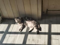 -海边的猫和咖啡馆