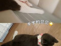 -lincat·猫舍(广州店)