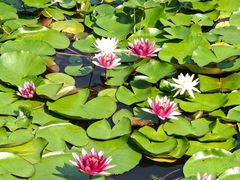 -黄海国家森林公园