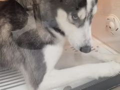 -艾贝尔宠物医院 ·内科全科(梁溪路店)