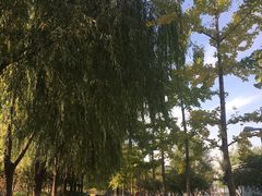 -大兴滨河森林公园