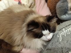 -滚猫咖啡·猫咖·猫友好撸猫(未来城店)