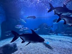 -多彩贵州城极地海洋世界