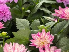 -深圳仙湖植物园