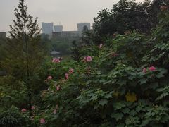 -四川师范大学（成龙校区）-图书馆