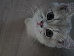 -东方名猫馆·英短金渐层布偶猫舍(环线广场1号楼店)