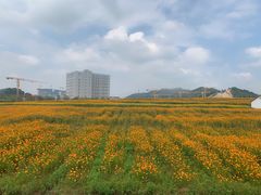 -光明小镇欢乐田园
