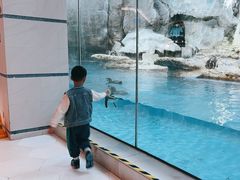 -帝企鹅自助餐厅•儿童岛•真企鹅(长隆企鹅酒店)