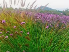 景点-北京东方普罗旺斯薰衣草庄园