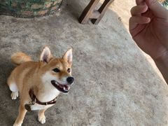 -柴犬高等学院·狗咖·柴犬售卖·宠物训练