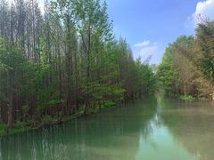 -桤木河湿地公园