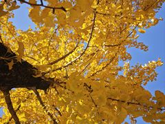 -浙江农林大学(东湖校区)