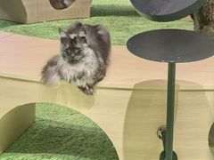 -爪爪喵星球·猫舍(卓悦中心店)