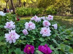 -上海共青森林公园