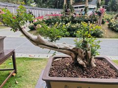 -人民公园(罗湖区)