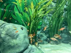 -上海海洋水族馆