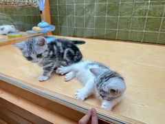 -帕帕拉兹宠物(亚洲旗舰店)