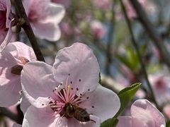 -杭州香格里拉·香宫中餐厅