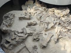 -自贡恐龙博物馆