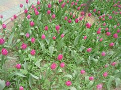 android_upload_pic-洛阳郁金香牡丹园