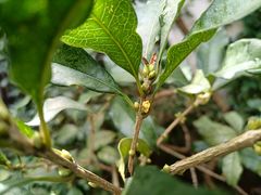 -小雅青年旅舍(平江路店)