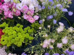 -荷兰花海