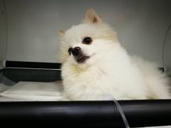 -伟伟宠物医院·CT影像中心·瑞派犬猫综合性门诊(汉口总院)
