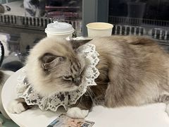 -怪兽屋·羊驼·猫咖·狗咖(俊华广场店)