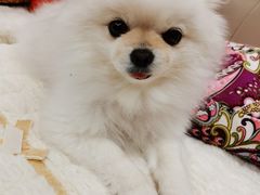 -爱侣宠医·鹦鹉专科·小型哺乳类·异宠专科(灵石路店)