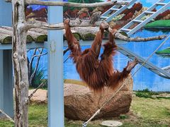 -西霞口神雕山野生动物世界
