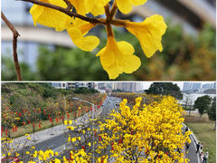 -洲头咀公园