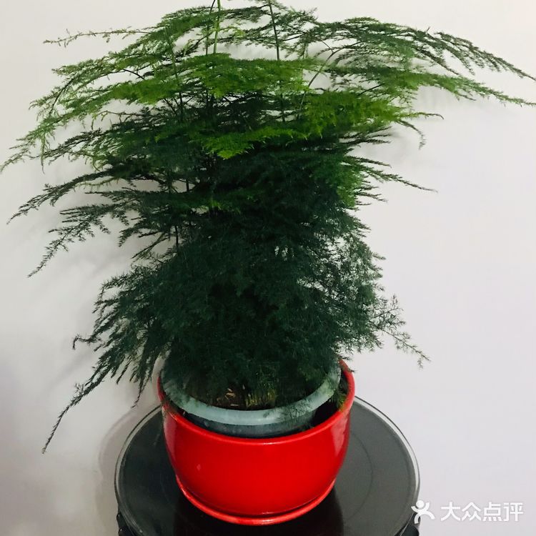              细雨沐春光    花事尽开张