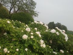 -洛阳市隋唐城遗址植物园