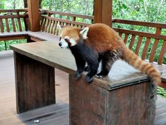 -普洱太阳河森林公园
