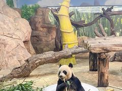 -广州长隆野生动物世界